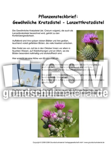 Pflanzensteckbrief-Gewöhnliche-Kratzdistel.pdf